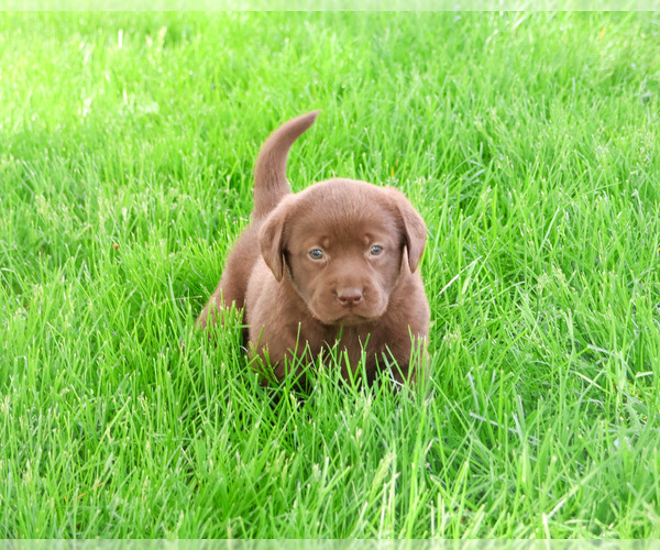 Medium Photo #4 Labrador Retriever Puppy For Sale in SYRACUSE, IN, USA