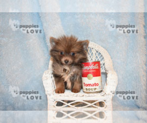 Pomeranian Puppy for sale in SANGER, TX, USA