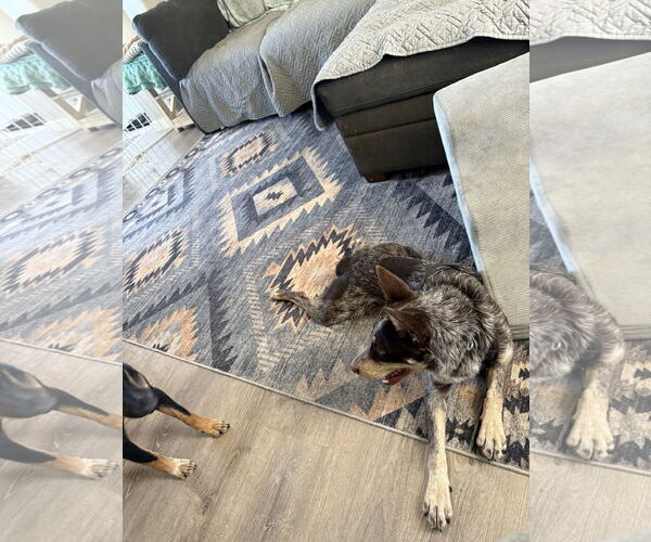 Medium Photo #2 Australian Shepherd Puppy For Sale in Polson, MT, USA