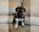 Small Photo #5 German Shepherd Dog Puppy For Sale in BENSON, NC, USA