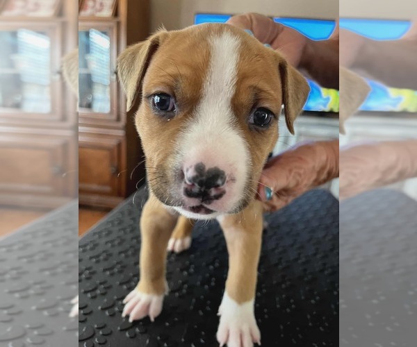 Medium Photo #5 American Staffordshire Terrier Puppy For Sale in BROOKSVILLE, FL, USA