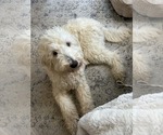 Small #1 Goldendoodle