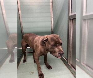 Mutt Dogs for adoption in Moreno Valley, CA, USA