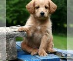Small Photo #2 Miniature Labradoodle Puppy For Sale in DANVILLE, PA, USA