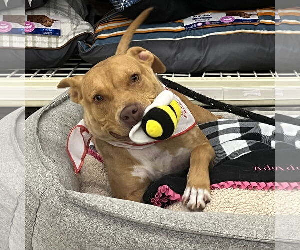 Medium Photo #2 Mutt Puppy For Sale in McCormick, SC, USA