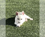 Small #14 Huskies  Mix