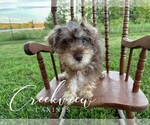 Puppy Bonnie Schnauzer (Miniature)