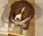 Small Photo #7 Australian Shepherd Puppy For Sale in DRAYTON, SC, USA