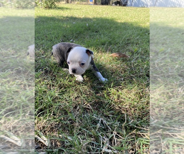 Medium Photo #11 Boston Terrier Puppy For Sale in FREDONIA, KS, USA