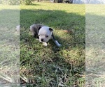 Small #10 Boston Terrier
