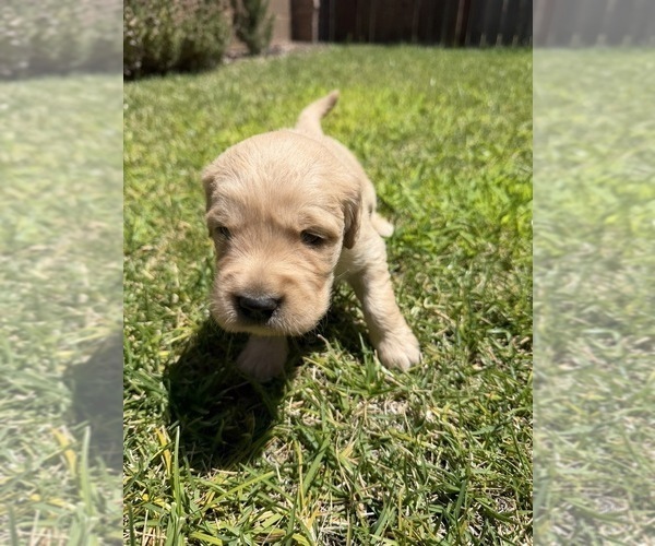 Medium Photo #5 Golden Retriever Puppy For Sale in SACRAMENTO, CA, USA