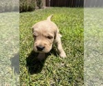 Small #4 Golden Retriever