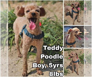 Poodle (Toy) Dogs for adoption in Seattle, WA, USA