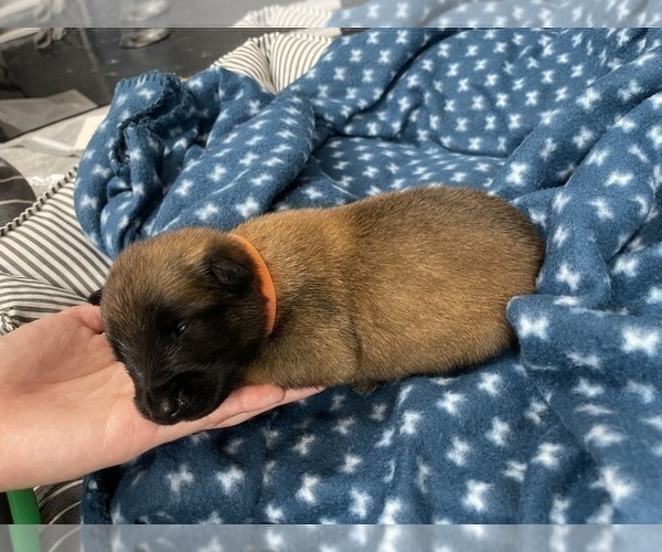 Medium Photo #182 Belgian Malinois Puppy For Sale in REESEVILLE, WI, USA