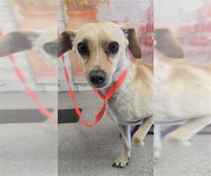 Chihuahua-Unknown Mix Dogs for adoption in San Bernardino, CA, USA