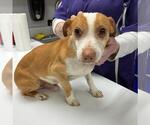 Small #4 Jackshund