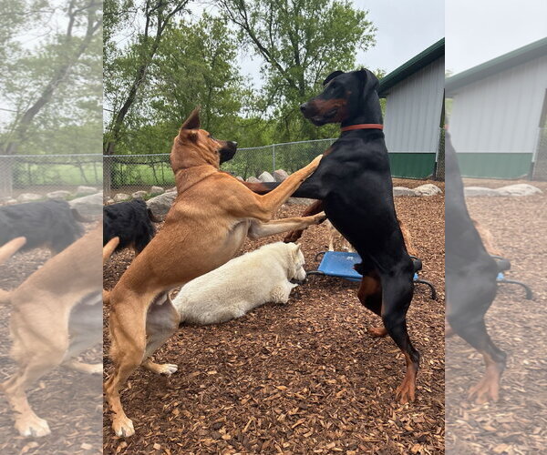 Medium Photo #28 Doberman Pinscher Puppy For Sale in Buffalo, MN, USA