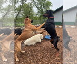Small #27 Doberman Pinscher