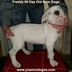 Small Photo #144 Dogo Argentino Puppy For Sale in JANE, MO, USA