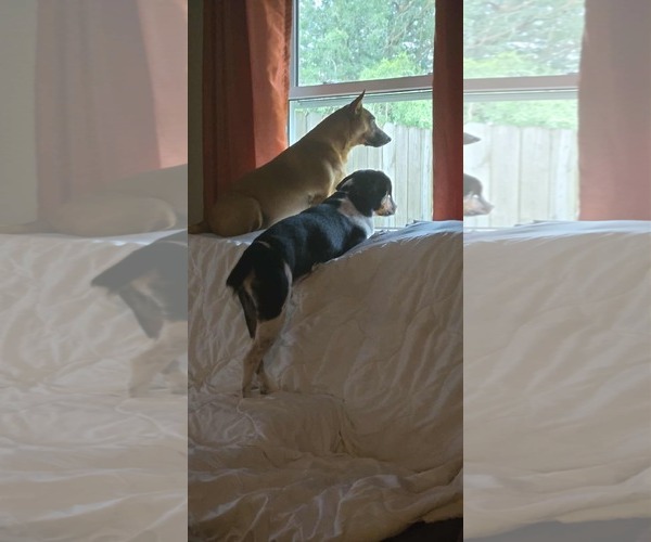 Medium Photo #4 Beagle-Unknown Mix Puppy For Sale in Oakhurst, NJ, USA