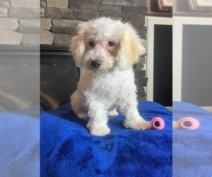 Bichpoo Dog for Adoption in NOBLESVILLE, Indiana USA