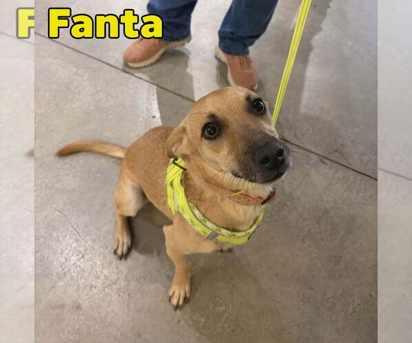 Medium Photo #15 Dachshund-Unknown Mix Puppy For Sale in San Antonio, TX, USA