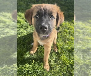 Mutt Dogs for adoption in Sandy, UT, USA