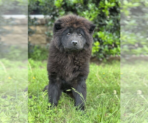 Medium Photo #9 Chow Chow Puppy For Sale in PIPE CREEK, TX, USA