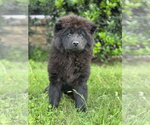 Small #8 Chow Chow