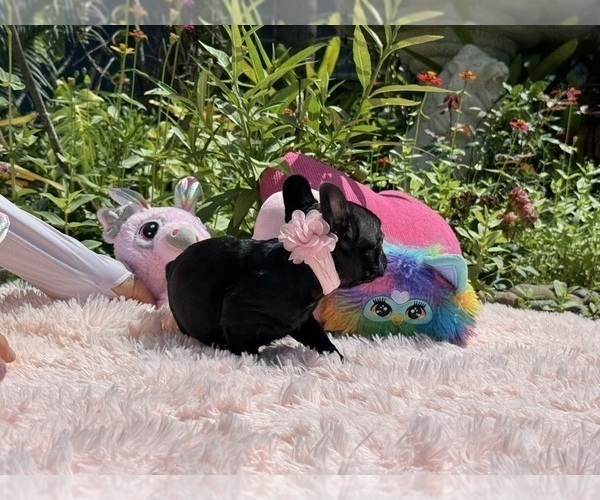 Medium Photo #30 French Bulldog Puppy For Sale in LEHIGH ACRES, FL, USA
