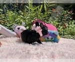 Small #29 French Bulldog