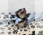 Small Chihuahua