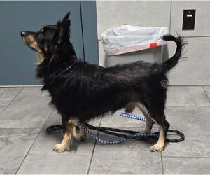 Pembroke Welsh Corgi-Unknown Mix Dogs for adoption in San Antonio, TX, USA