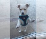 Small Photo #5 Labrador Retriever-Unknown Mix Puppy For Sale in Alexander, AR, USA