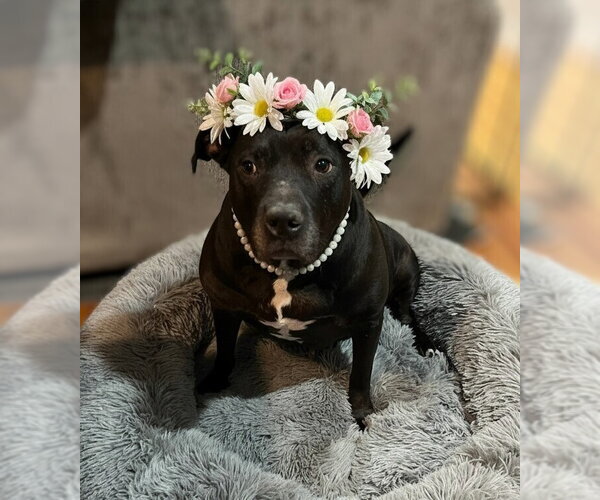 Medium Photo #9 American Pit Bull Terrier-American Staffordshire Terrier Mix Puppy For Sale in Caldwell, NJ, USA