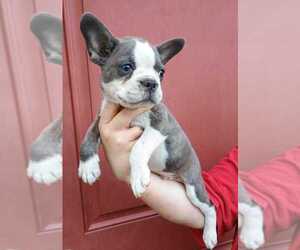 Faux Frenchbo Bulldog Puppy for sale in COTTAGEVILLE, SC, USA