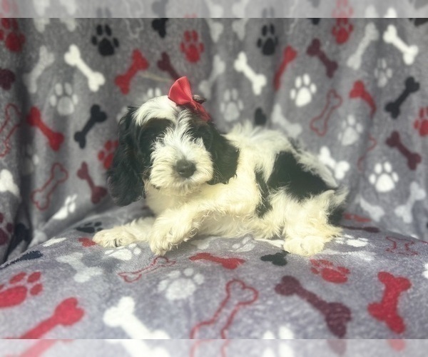 Medium Photo #9 Cock-A-Poo Puppy For Sale in LAKELAND, FL, USA