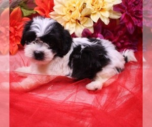 Havashu Puppy for Sale in THAYER, Kansas USA