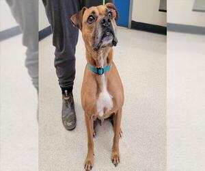American Pit Bull Terrier-Unknown Mix Dogs for adoption in Anchorage, AK, USA