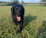 Small #41 Labradoodle
