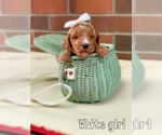 Small Photo #10 Irish Doodle Puppy For Sale in SILVERDALE, WA, USA