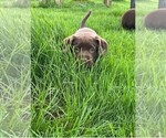 Small Photo #5 Labrador Retriever Puppy For Sale in LEXINGTON, MI, USA