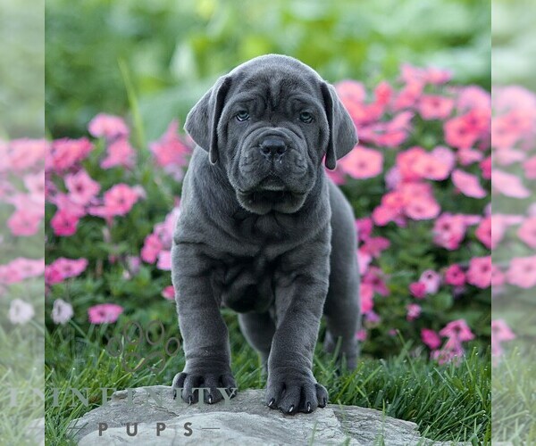 Medium Photo #1 Cane Corso Puppy For Sale in LANCASTER, PA, USA