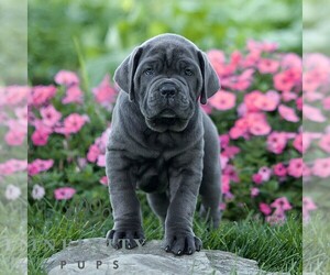 Cane Corso Puppy for sale in LANCASTER, PA, USA