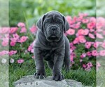 Nolan - Male Cane Corso Puppy for Sale - Small photo