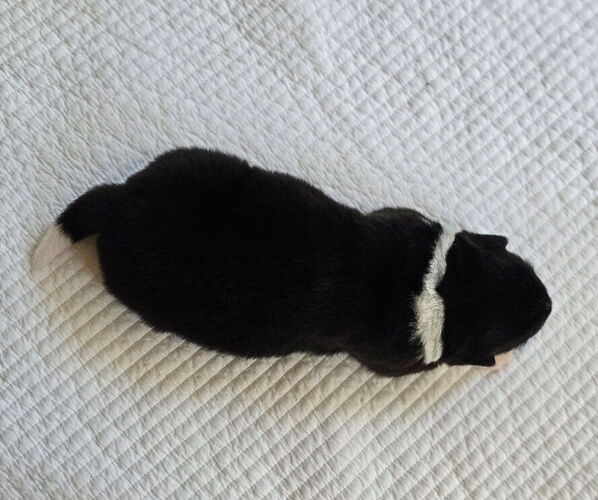 Medium Photo #3 Akita Puppy For Sale in STRAFFORD, MO, USA