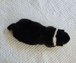Small #2 Akita