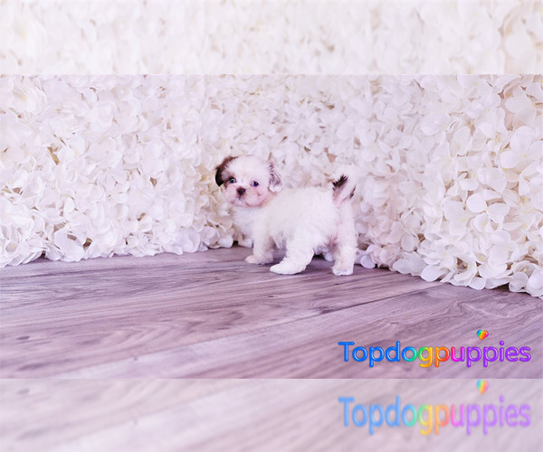 Medium Photo #2 Mal-Shi Puppy For Sale in FULLERTON, CA, USA