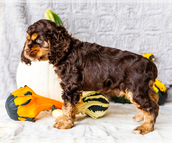 Medium Photo #35 Cocker Spaniel Puppy For Sale in WAKARUSA, IN, USA