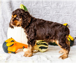 Small Photo #35 Cocker Spaniel Puppy For Sale in WAKARUSA, IN, USA